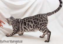 Bengalenkatze silber